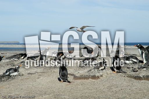 Raubmöve (Skua) (4 von 16).jpg